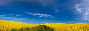 yellow field