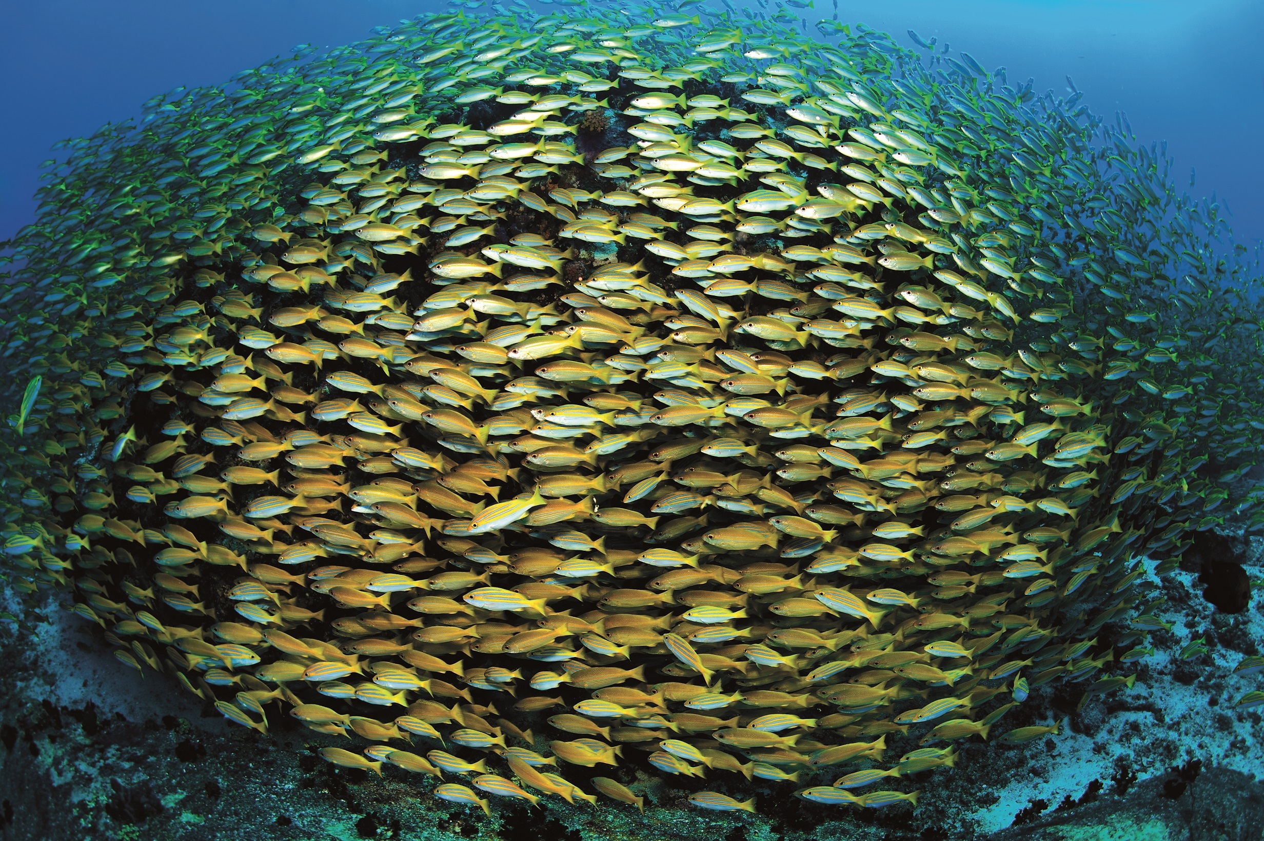 Transparency in Fisheries: A Clear Way Ahead for Seychelles
