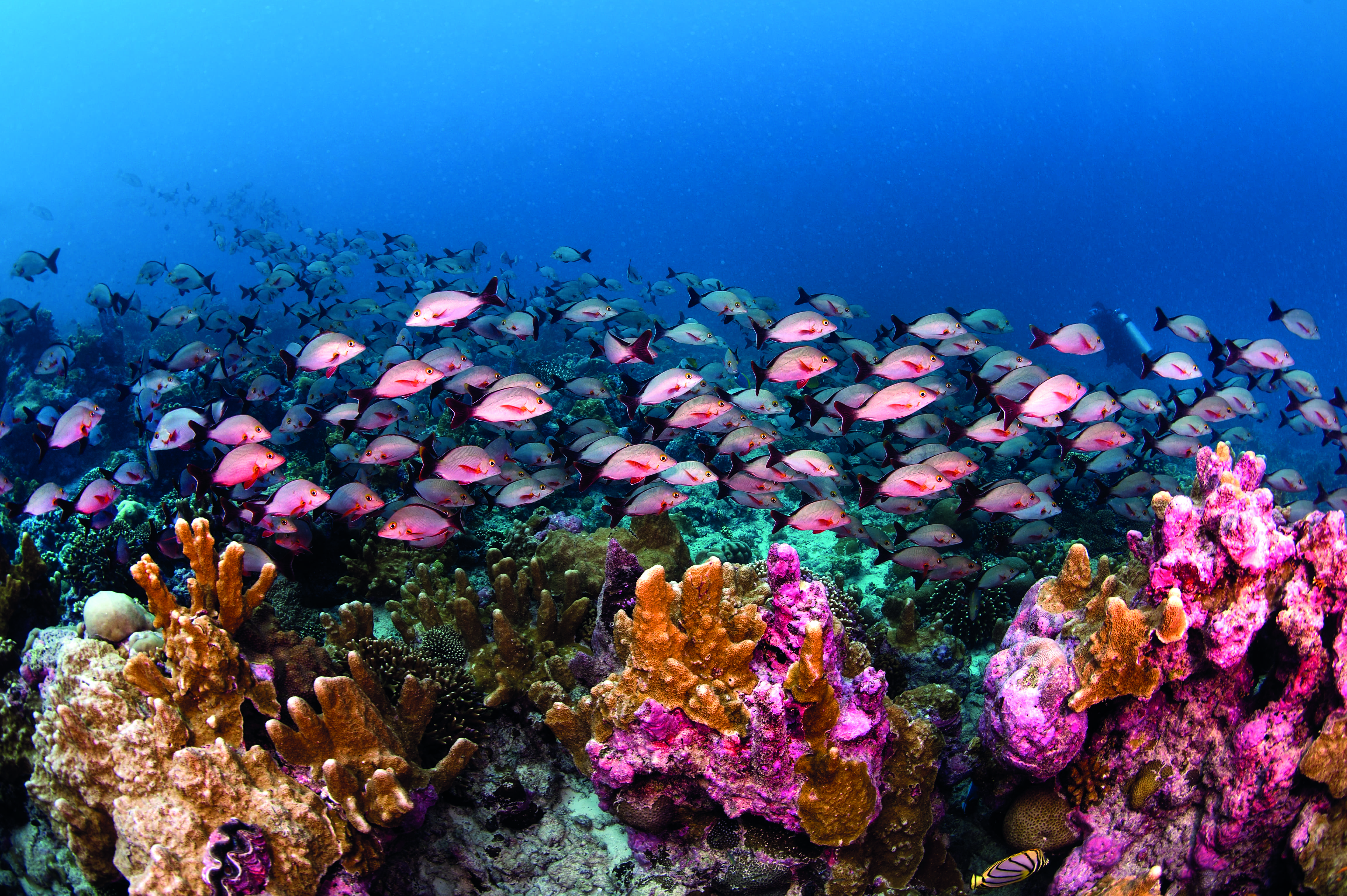 Seychelles' Fisheries: “We Have Nothing to Hide; We Have Everything to  Share” | Open Government Partnership